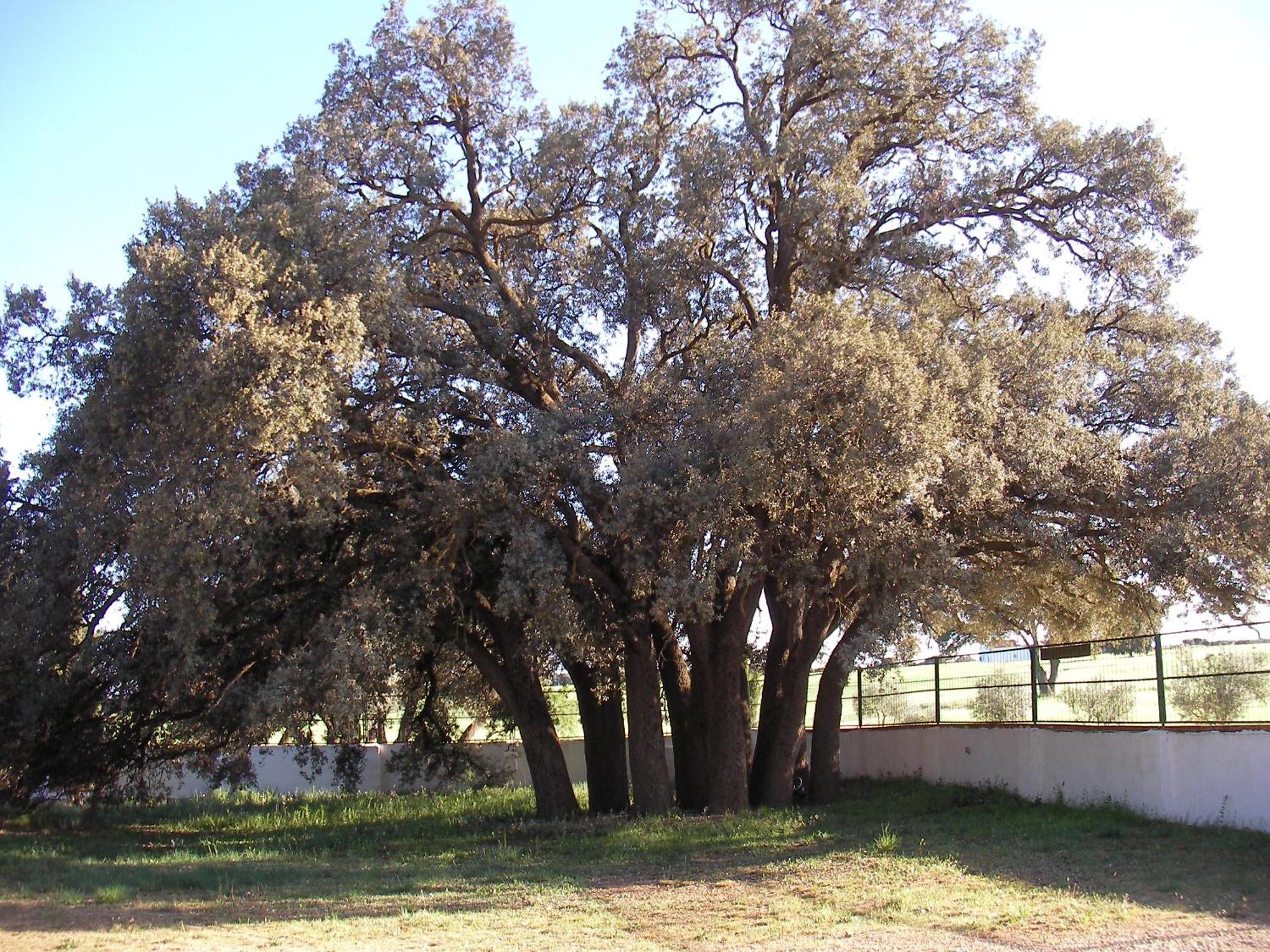Agroturismo Calixto Villarrobledo Luaran gambar